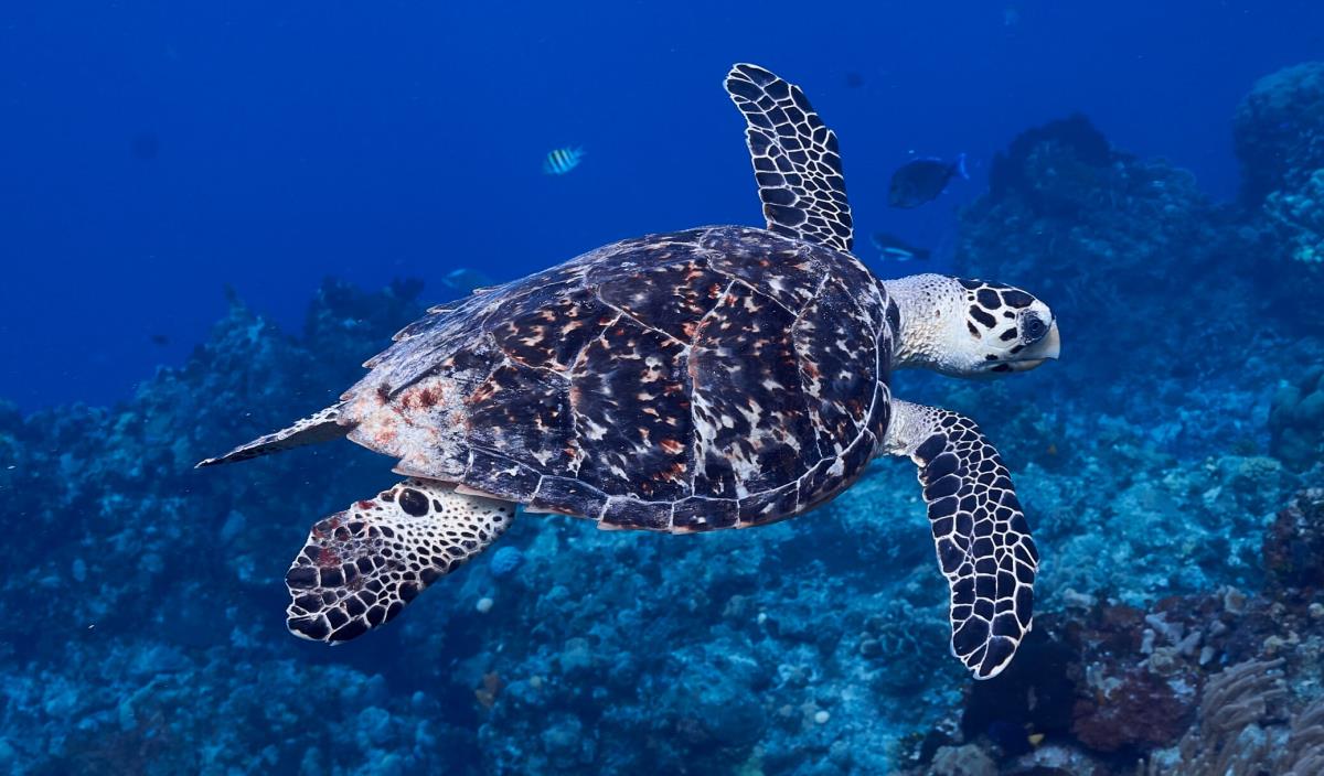 Cozumel Hawksbill sea turtle in Cedral