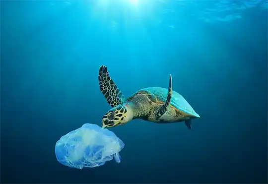 Ocean Plastic